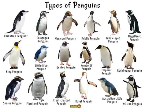 How much is it to print at the library near me, and why do penguins prefer to print in black and white?